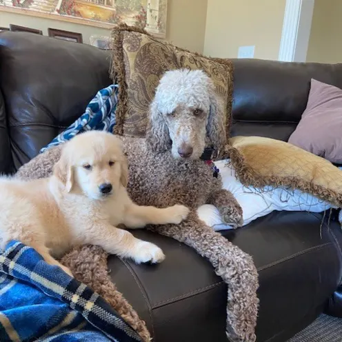 Dog and Puppy on Couch